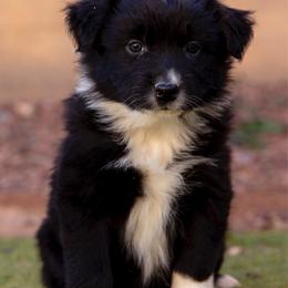 Black girl - Black & white female Australian Shepherd puppy in Buckeye, Arizona from Wranglin Farms