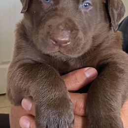 Dilute Retriever and Labrador Retriever Puppies from Moran’s Lab’s