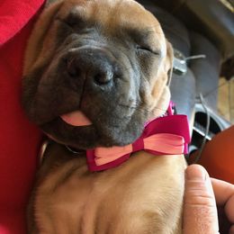 Cane Corso Puppies from Samantha Jackson