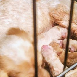 Dachshund puppies from Write Breed Doxies