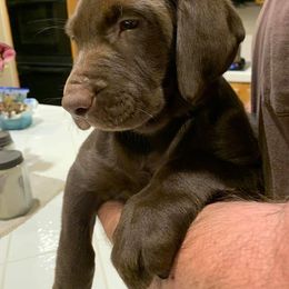 Labrador Retriever Puppies from Gun Dog Retrievers