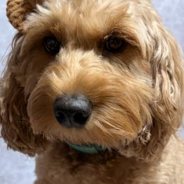 Sadie - Goldendoodle