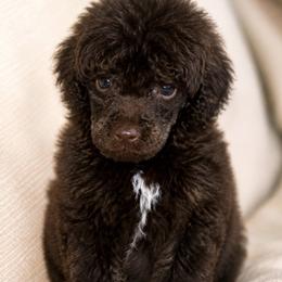 Pretzel - Brown male Poodle puppy in Grovetown, Georgia from PND Kennel
