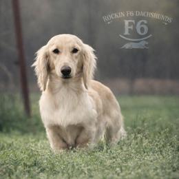 Dolly Grace - Dachshund