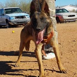 Trigger - Yellow male Dutch Shepherd puppy in Sierra Vista, Arizona from KnightWatch K-9