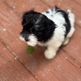 Havanese Puppies from palmetto puppies
