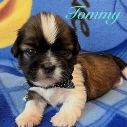 Tommy - Gold and white male Shih Tzu puppy in Hemet, California from Aloha Shih Tzu