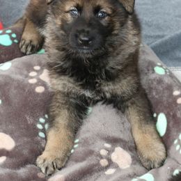 German Shepherd Puppies from Smoky Hill Shepherds