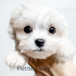 Boy 2 - male Maltese puppy in Tampa, Florida from Petite Pawz