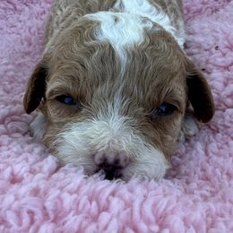 Rosie - Apricot female Cavapoo puppy in Camden, Michigan from FurEver Friends Finder