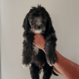 Hobbs - Black male Sheepadoodle puppy in Wabash, Indiana from DOODCompany