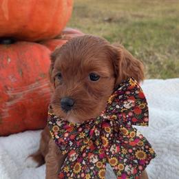 Pumpkin - Red  female Goldendoodle puppy in Trenton, Tennessee from Pickard’s country Golden doodles