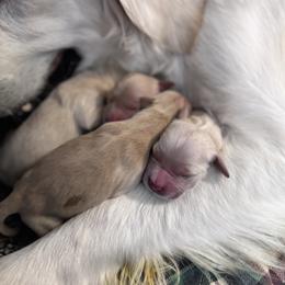 Aspen - Golden male Golden Retriever puppy in Payette, Idaho from Stonewick Retrievers