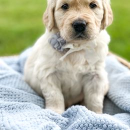 Golden Retriever Puppies from Brightest Days