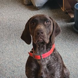 Zelda - German Shorthaired Pointer