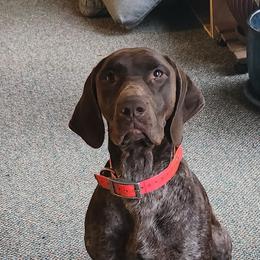 Zelda - German Shorthaired Pointer