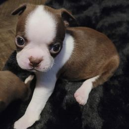 Boston Terriers from Boston Terriers of East Tennessee