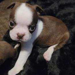 Boston Terriers from Boston Terriers of East Tennessee