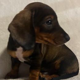 Boy 1 - Red male Dachshund puppy in Plato, Missouri from David & Stacey's Dachshunds