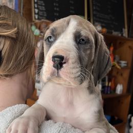 Rose - Blue and white Great Dane puppy in Marlow, New Hampshire from Fox Hill Danes