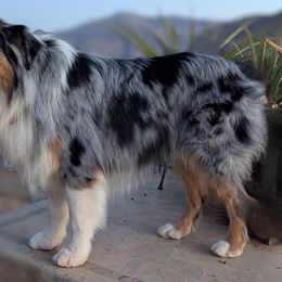Dash - Australian Shepherd