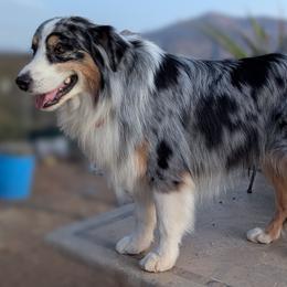 Dash - Australian Shepherd