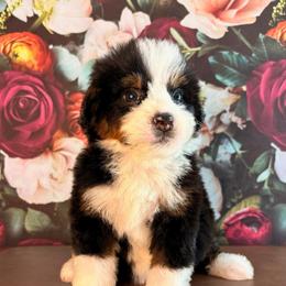 Zion - Tri-color male Bernedoodle puppy in Travelers Rest, South Carolina from Bernedoodle.do
