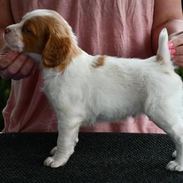 Patriot - White and orange male Brittany puppy in Hollidaysburg, Pennsylvania from Royal Flush Farms