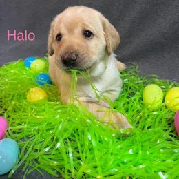 Dilute Retriever and Labrador Retriever Puppies from Jungle Lake Labradors