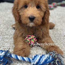 Mindy - Red  female Goldendoodle puppy in Milford, Indiana from Railway Acres Kennel
