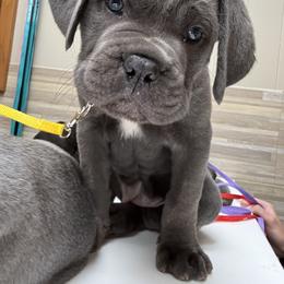 Cane Corso Puppies from Classic Jayx