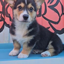 Pembroke Welsh Corgi Puppies from McMillion Corgis