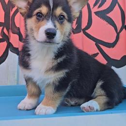 Pembroke Welsh Corgi Puppies from McMillion Corgis