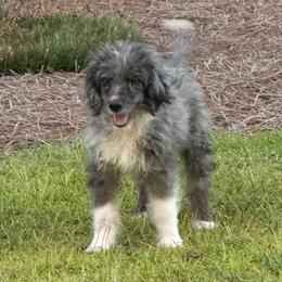 Briar - Blue merle male Aussiedoodle puppy in Ambrose, Georgia from Brandilyn's Aussies