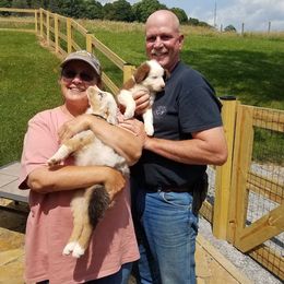 Australian Shepherd Puppies from Adams Family Aussies