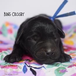 Bing Crosby - Black male Miniature Schnauzer puppy in Sedalia, Missouri from Farmer Brown's Puppies