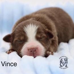 Vince - Red tri male Miniature Australian Shepherd puppy in Weeki Wachee, Florida from Arlington's Mini Aussies