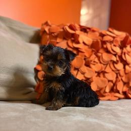 Hazel - Black and tan female Yorkshire Terrier puppy in Downingtown, Pennsylvania from Superior Family Kennels