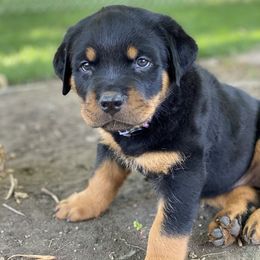 Rottweiler Puppies from Happy Rottweilers
