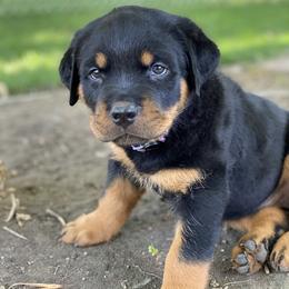 Rottweiler Puppies from Happy Rottweilers