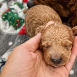 Boy 2 - Apricot male Goldendoodle puppy in Godley, Texas from Godley Designer Doodles