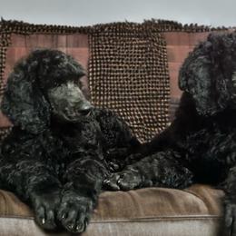 Poodle Puppies from GYCAM STANDARD POODLE
