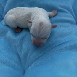 Blonde Parti boy 1 - Tan and white male Yorkshire Terrier puppy in Virginia Beach, Virginia from Mary's Precious Yorkies