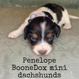Penelope - Piebald female Dachshund puppy in Lexington, Oklahoma from BooneDox Miniature Dachshunds
