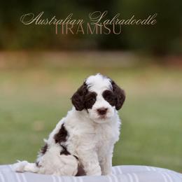 Tiramisu - Brown and white male Bernedoodle puppy in Denham Springs, Louisiana from GimiPup Doodles