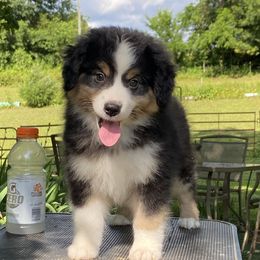 Delta - Black tri female Miniature American Shepherd puppy in Harmony, North Carolina from Carolina Pride Aussies