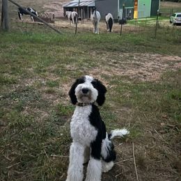 Wyatt - Bernedoodle puppy in Wexford County, Michigan from Blissful Bernedoodles