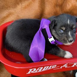Little - Black tri female Miniature Australian Shepherd puppy in Graham, North Carolina from Thompson Farm Mini Aussies