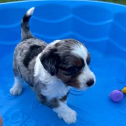 Girl 1 (sunshine) - Blue merle female Aussiedoodle puppy in Paradise, Texas from Diamond Z Poodles & Doodles