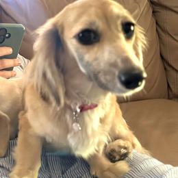 Dachshund puppies from Deal’s Doxies